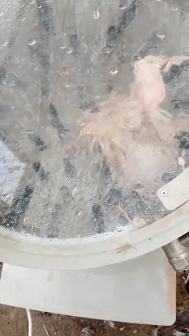 Видеоотзыв покупателя о Plucker 500U